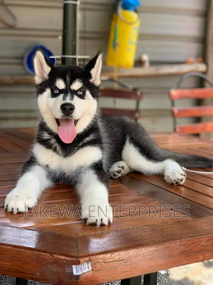 1-3 months Male Purebred Siberian Husky