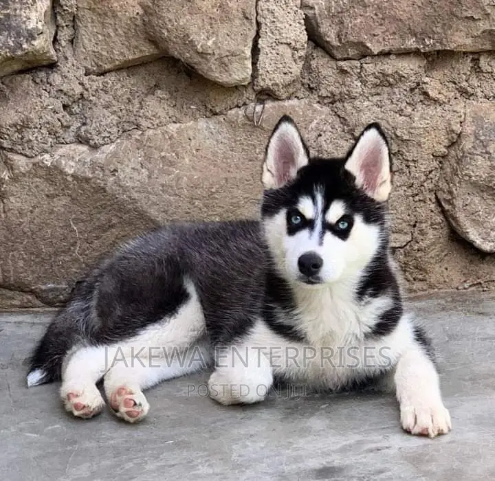 1-3 months Male Purebred Siberian Husky