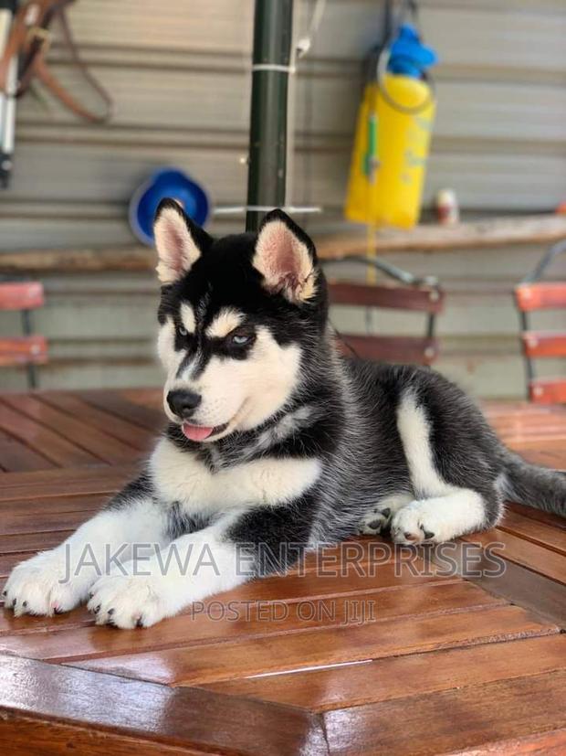 1-3 months Female Purebred Siberian Husky - main view