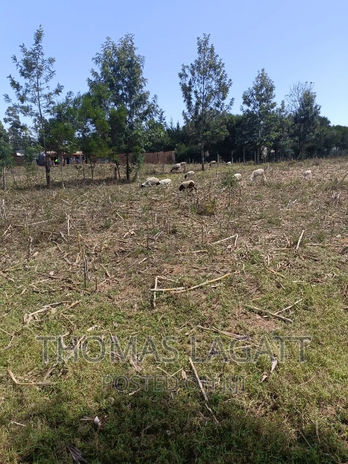 Prime 1⁄4 Acre Plots for Sale in Eldoret