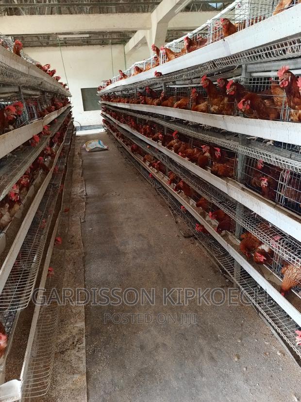 Chicken Cages(H Type Cages)