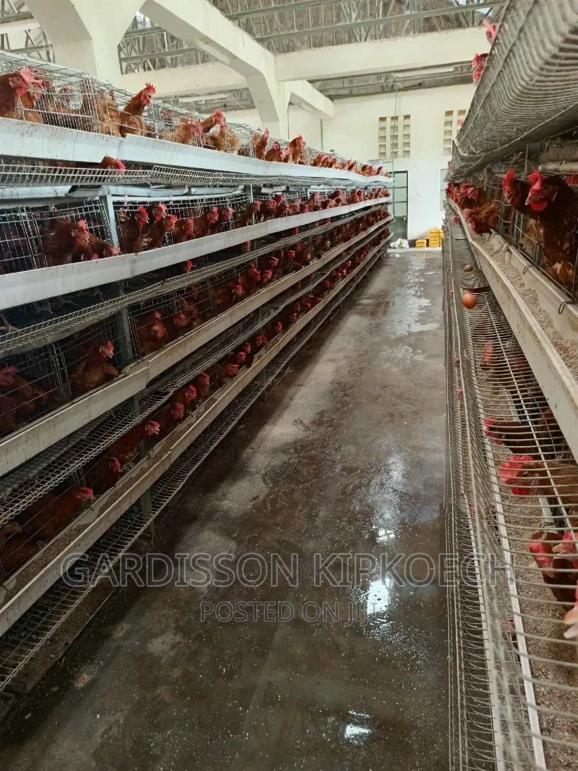 Chicken Cages(H Type Cages)