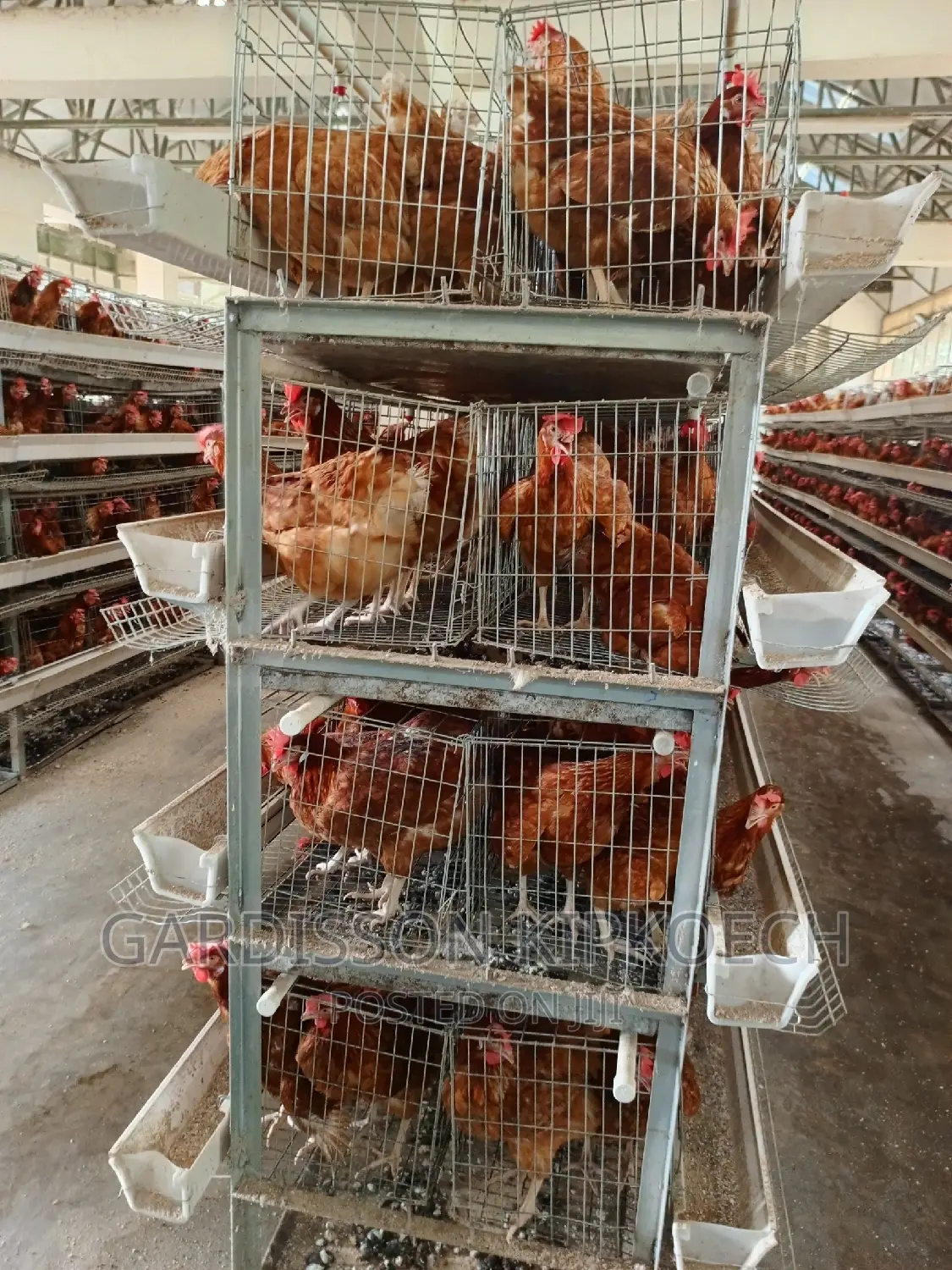 Chicken Cages(H Type Cages)