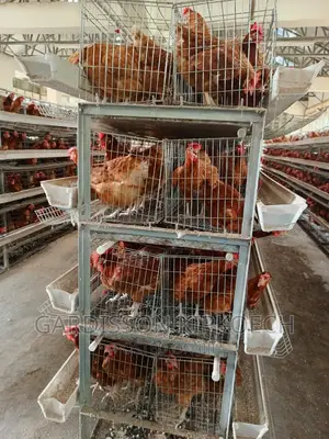 Chicken Cages(H Type Cages)