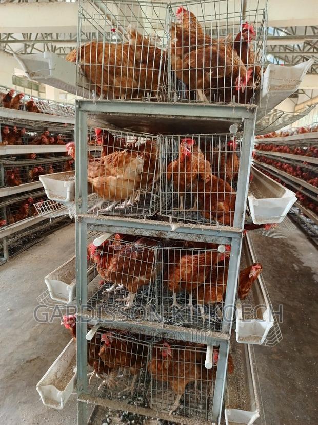 Chicken Cages(H Type Cages) - thumbnail 3