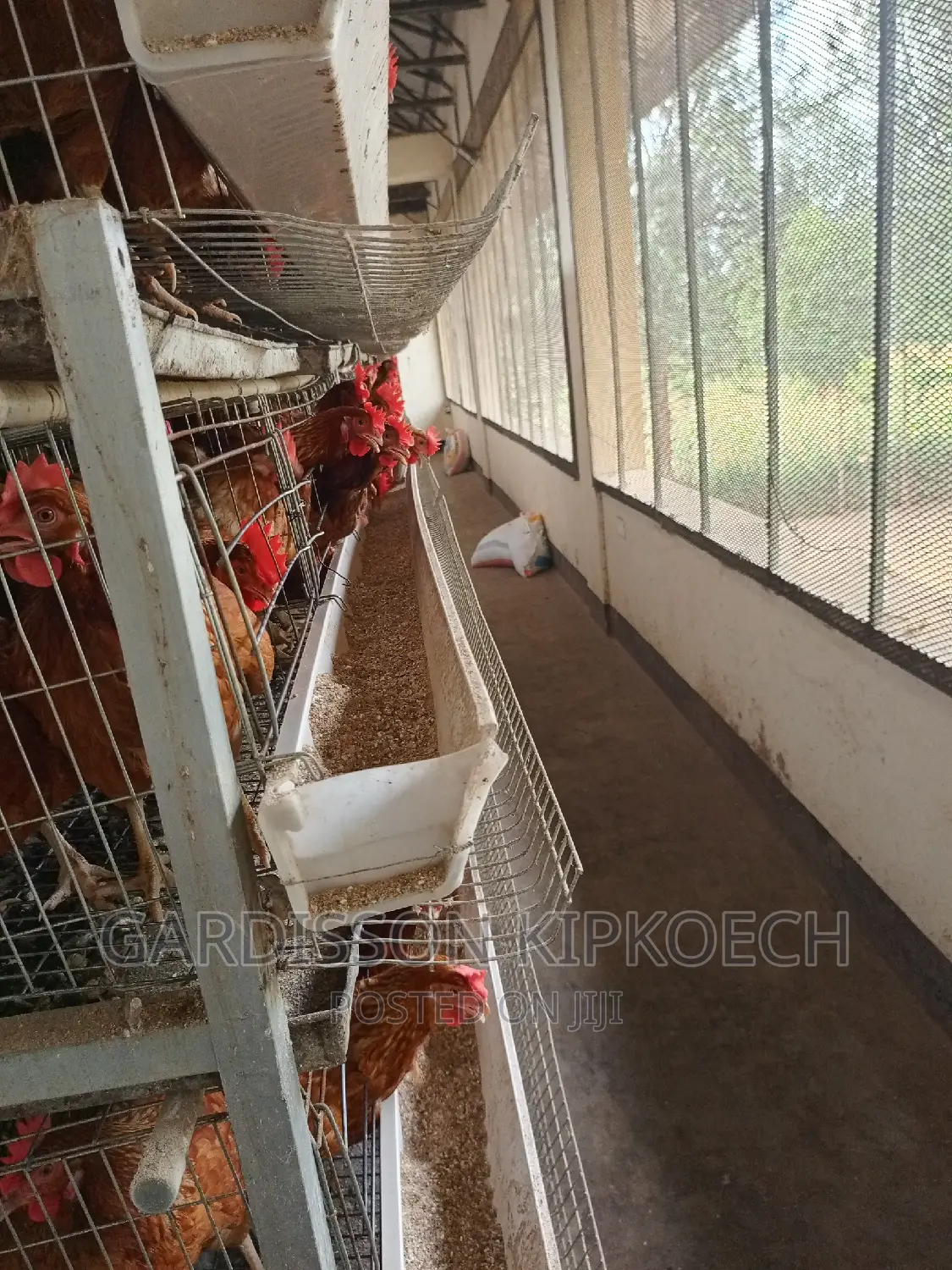 Chicken Cages(H Type Cages)
