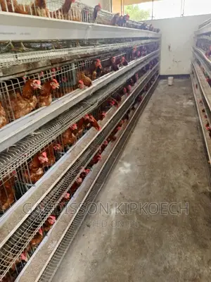Chicken Cages(H Type Cages)