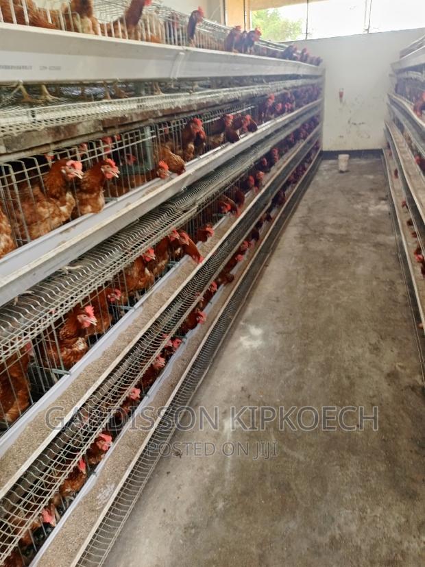 Chicken Cages(H Type Cages) - thumbnail 5