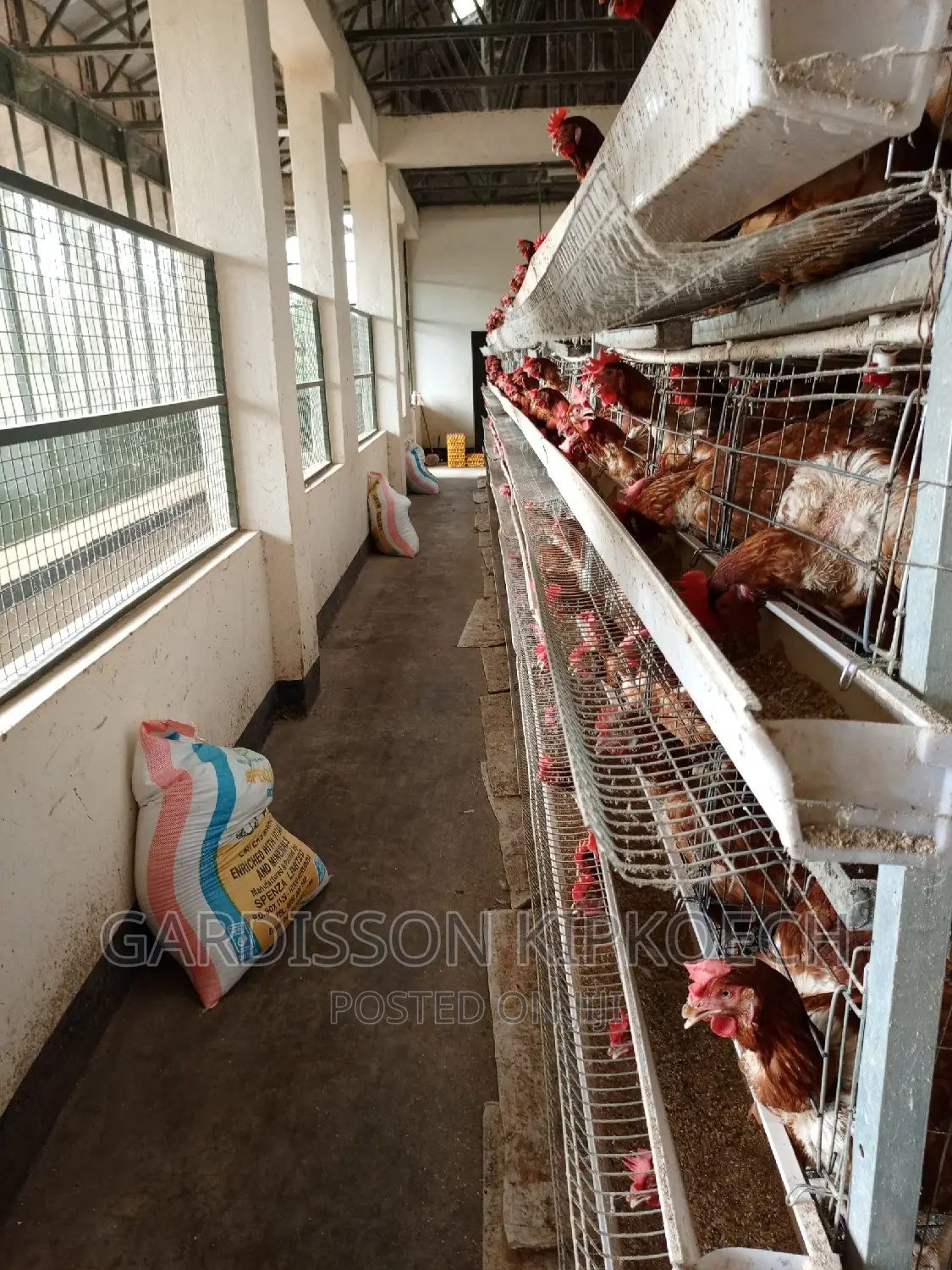 Chicken Cages(H Type Cages)