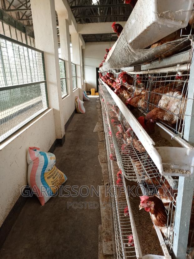 Chicken Cages(H Type Cages) - thumbnail 6