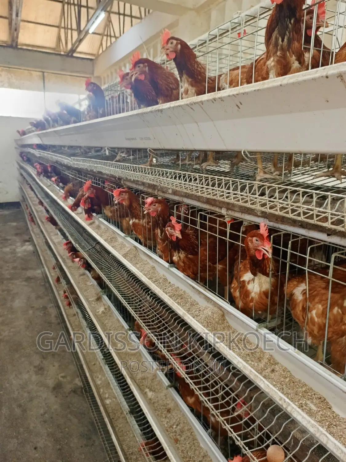 Chicken Cages(H Type Cages)