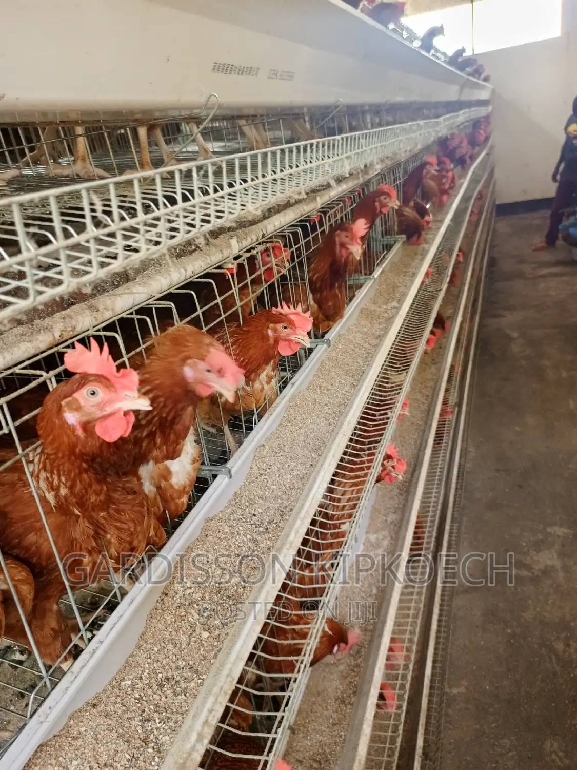 Chicken Cages(H Type Cages)