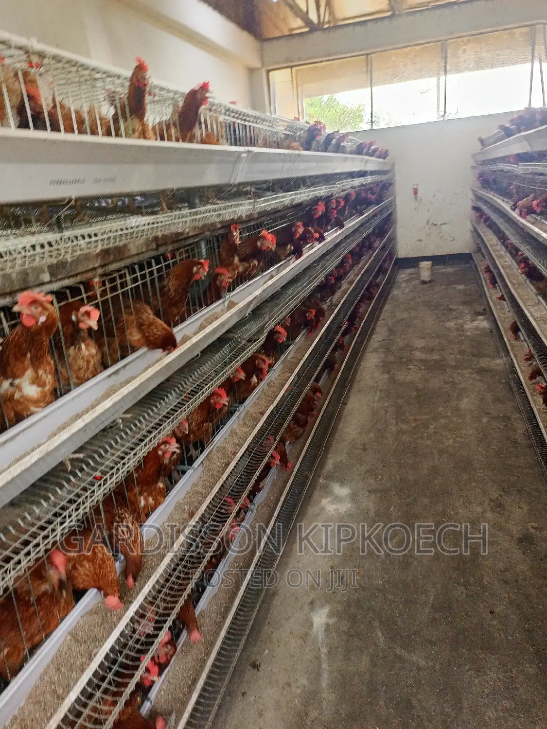 Chicken Cages(H Type Cages)