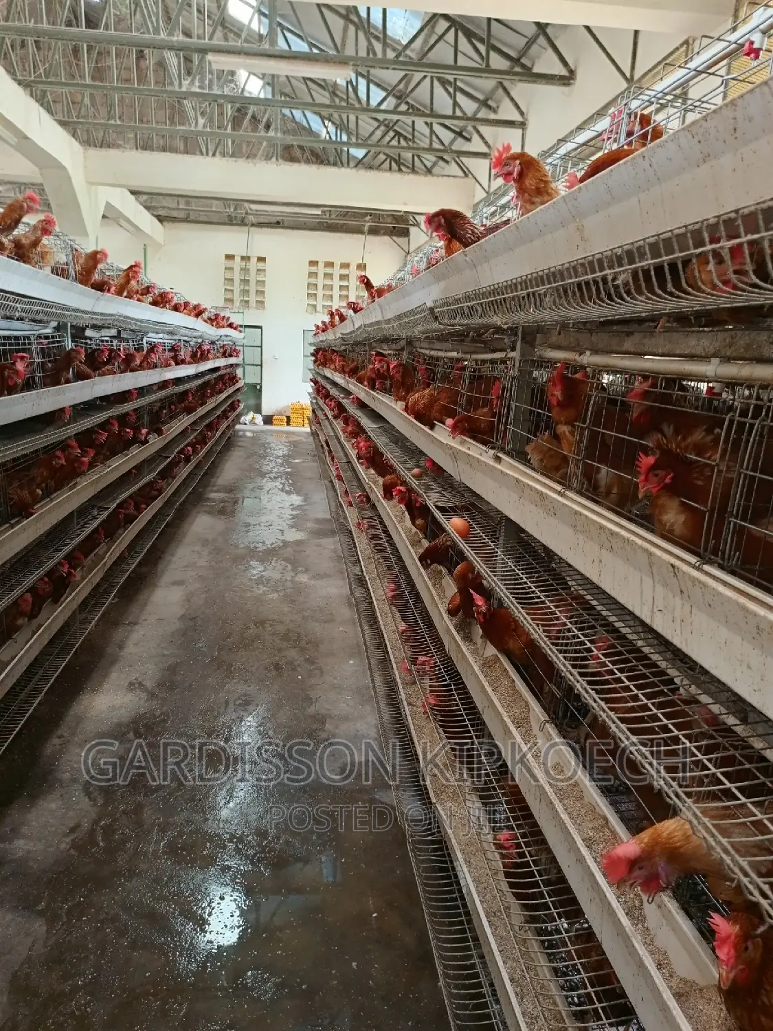 Chicken Cages(H Type Cages)