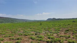 5 Acre Land for Sale in Tinga / Oletepesi