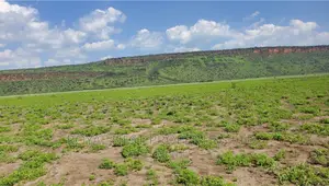 5 Acre Land for Sale in Tinga / Oletepesi