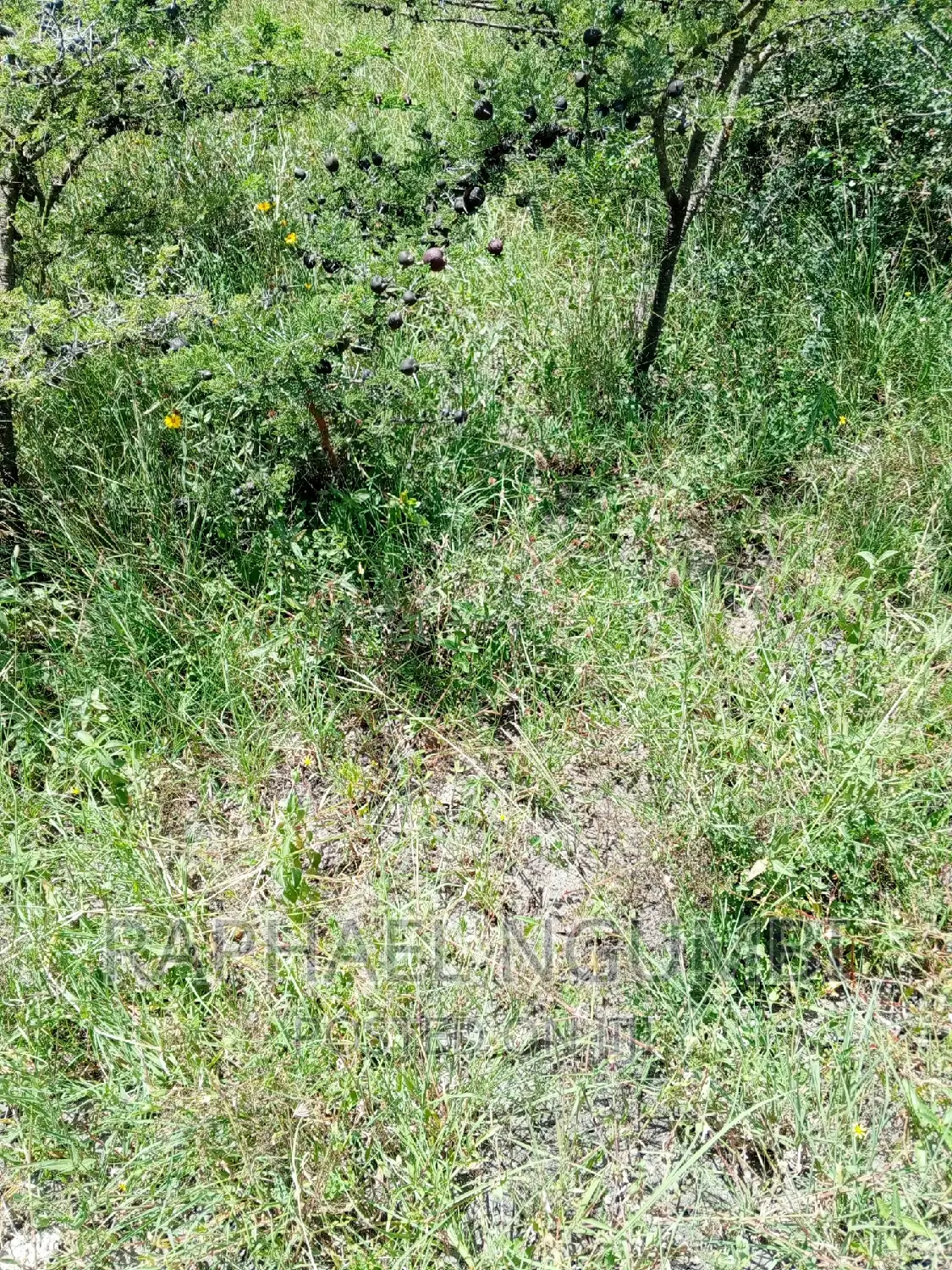 54 Acres at Wamunyu in Machakos Town Land & Plots for Sale, Raphael