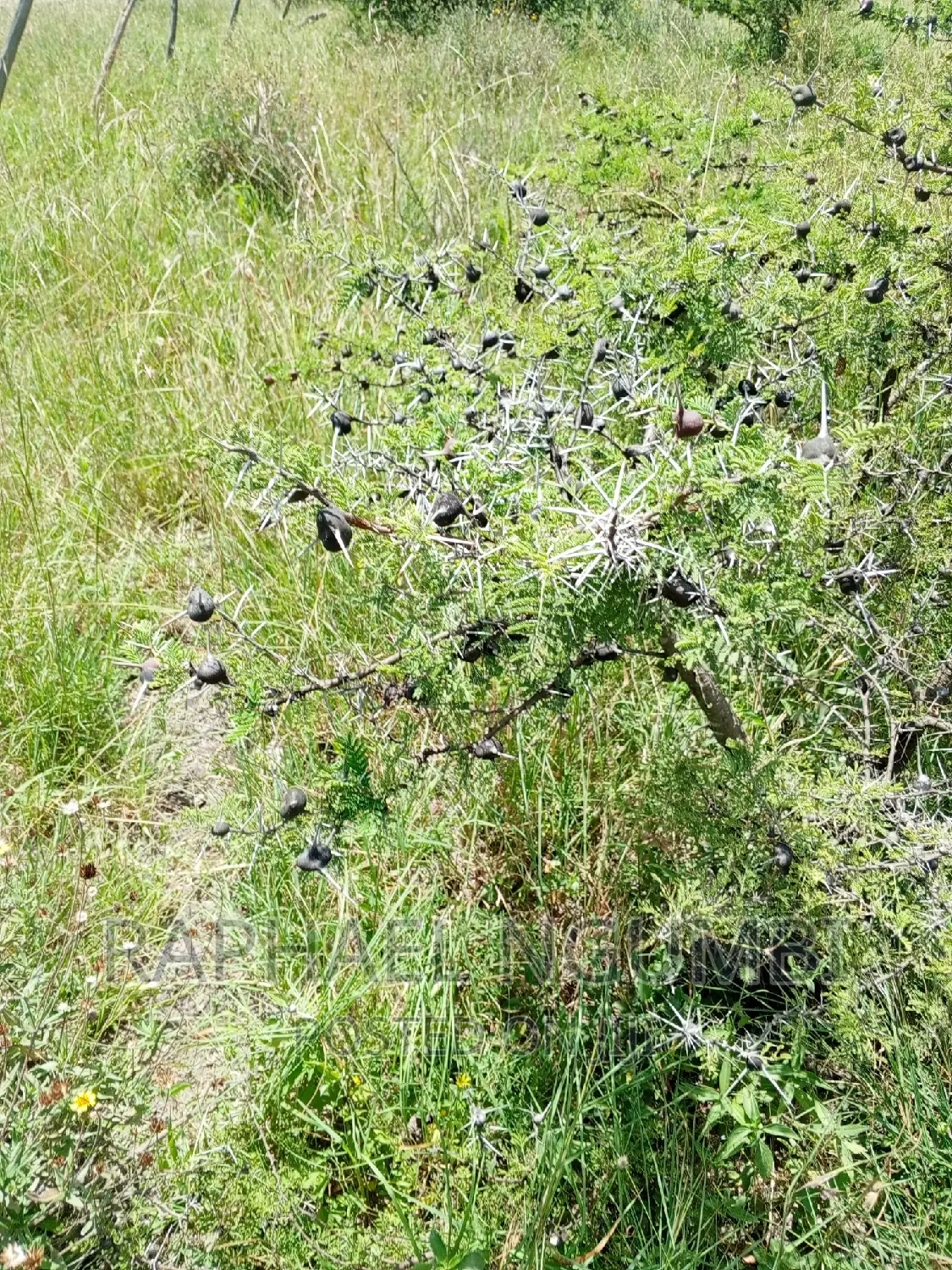 Four (4) Acres at Thaitha Machakos