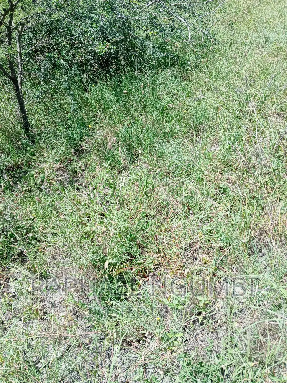 Four (4) Acres at Thaitha Machakos