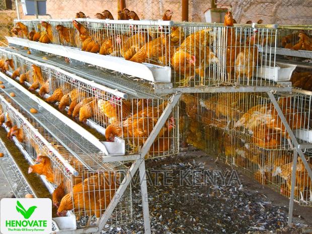 3floor Chicken Layer Cage Available - thumbnail 2