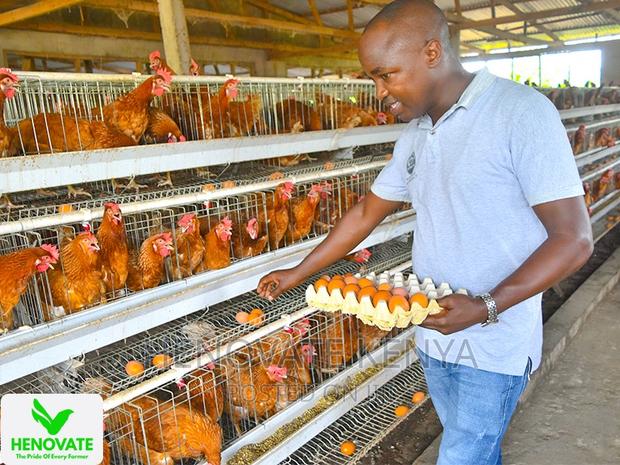 3floor Chicken Layer Cage Available - thumbnail 4