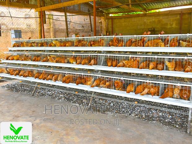 3floor Chicken Layer Cage Available - thumbnail 5