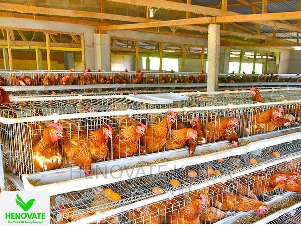 In Kenya 3floor Chicken Layer(Saves Space) - thumbnail 4