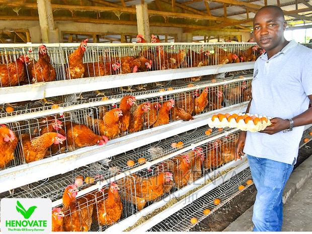 In Kenya 3floor Chicken Layer(Saves Space) - thumbnail 2