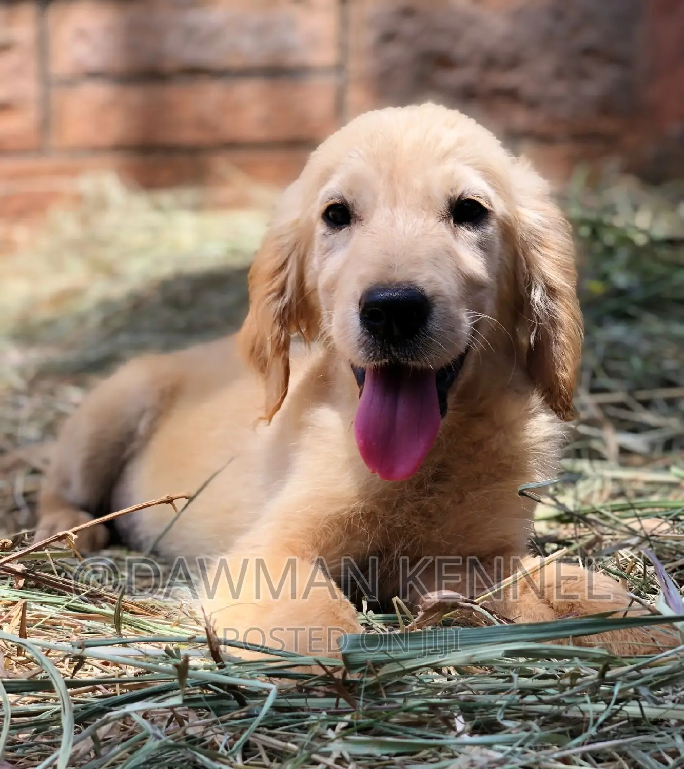1-3 months Male Purebred Golden Retriever