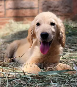 1-3 months Male Purebred Golden Retriever