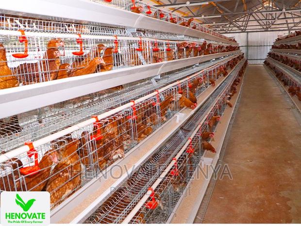 4floor Available(Chicken Layer Cage)Ruiru