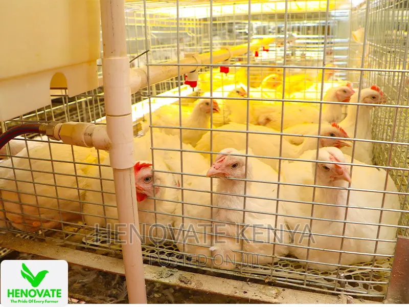 Affordable Broiler Cage(Saves Time)Available in Kiambu Ruiru