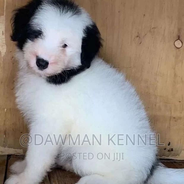 1-3 months Male Purebred Havanese