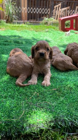 1-3 months Female Purebred Cocker Spaniel - thumbnail 2