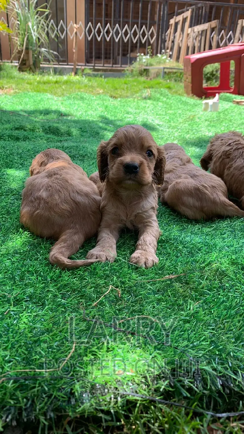 1-3 months Female Purebred Cocker Spaniel