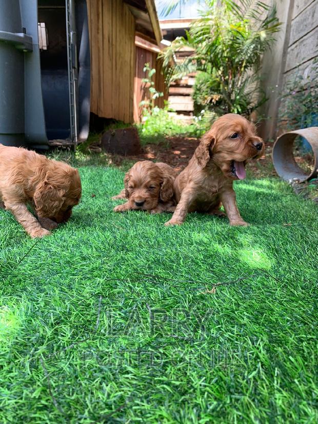 1-3 months Female Purebred Cocker Spaniel - thumbnail 3