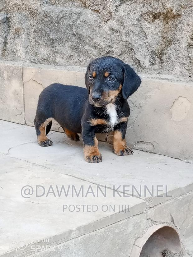 1-3 months Female Purebred Dachshund