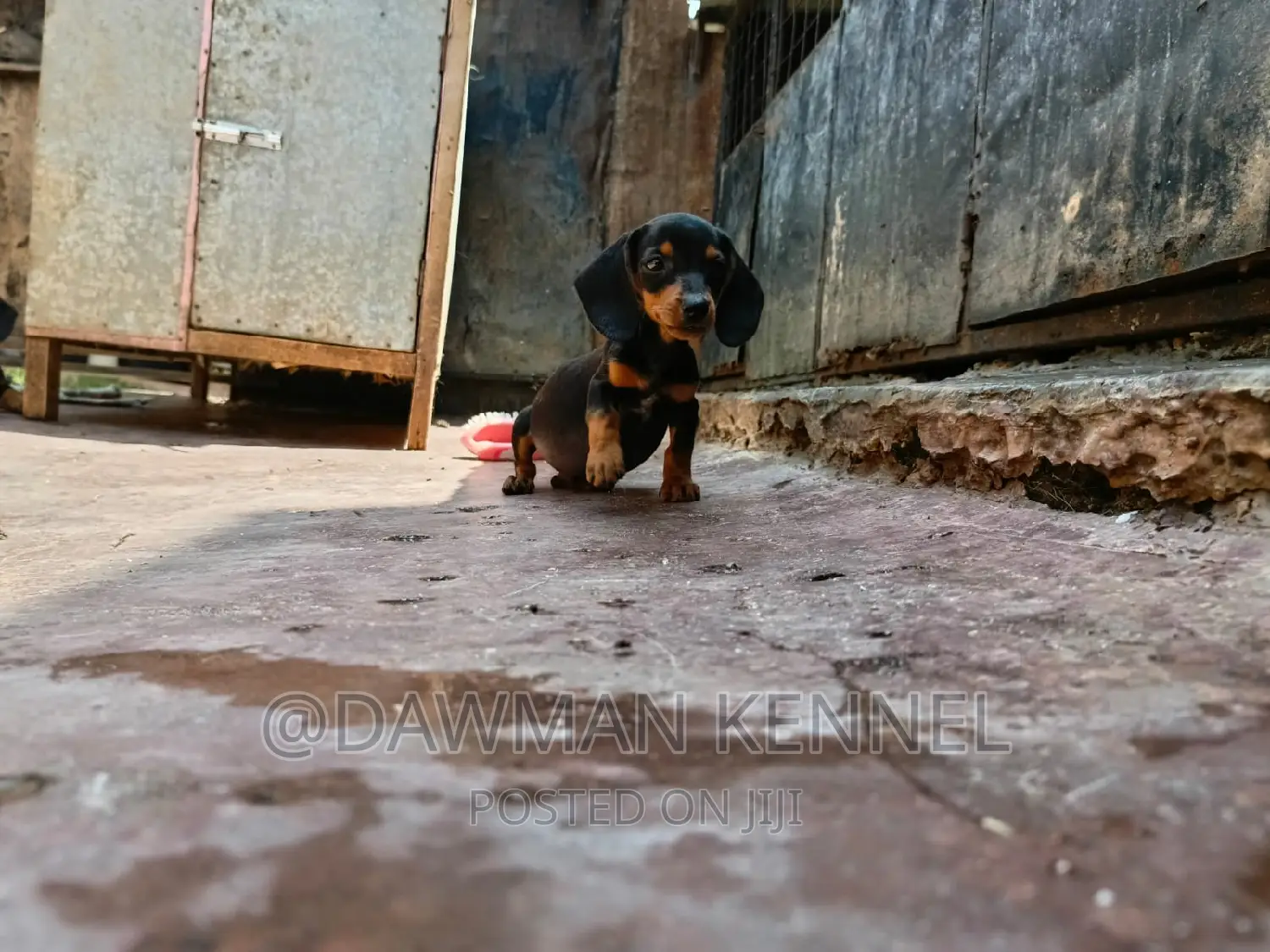 1-3 months Male Purebred Dachshund