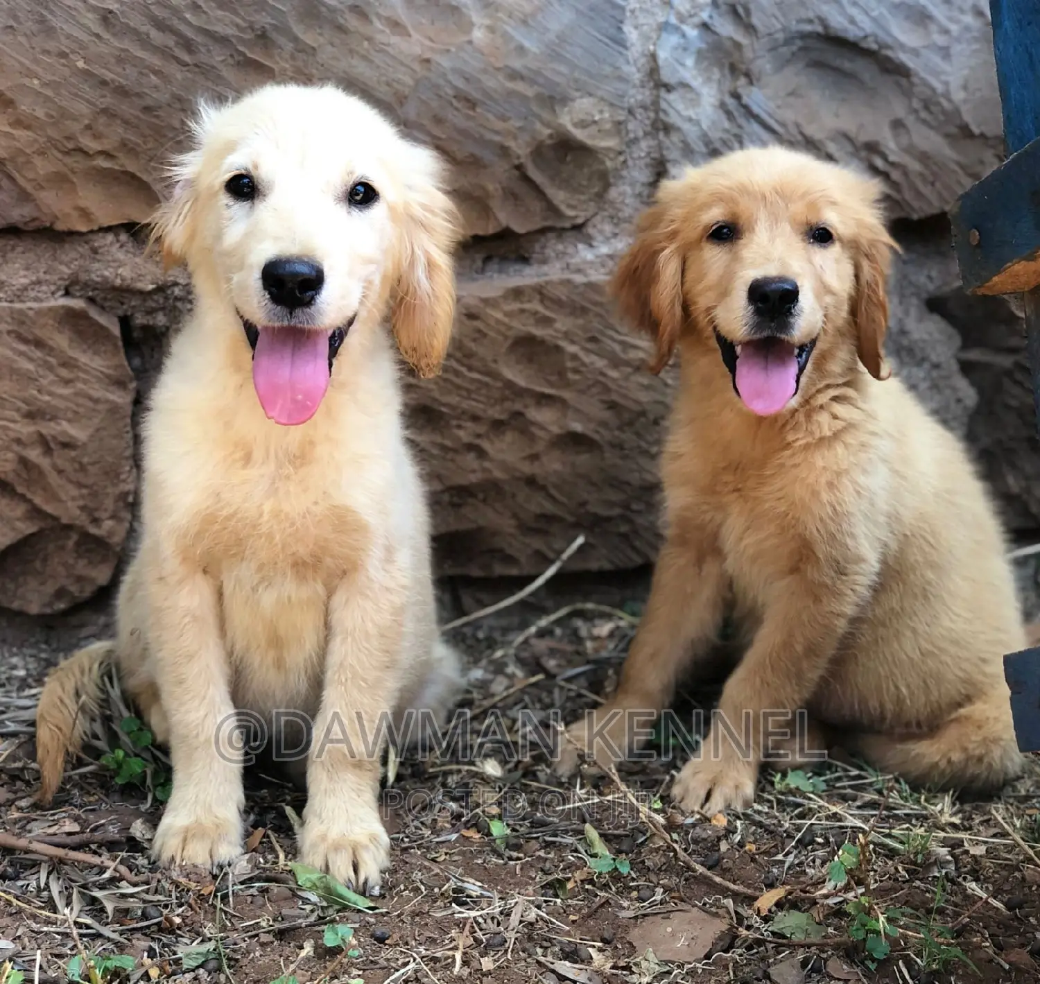 1-3 months Female Purebred Golden Retriever