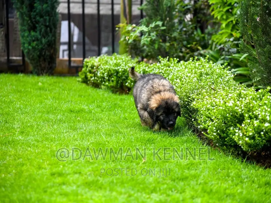 1-3 months Male Purebred Caucasian Shepherd