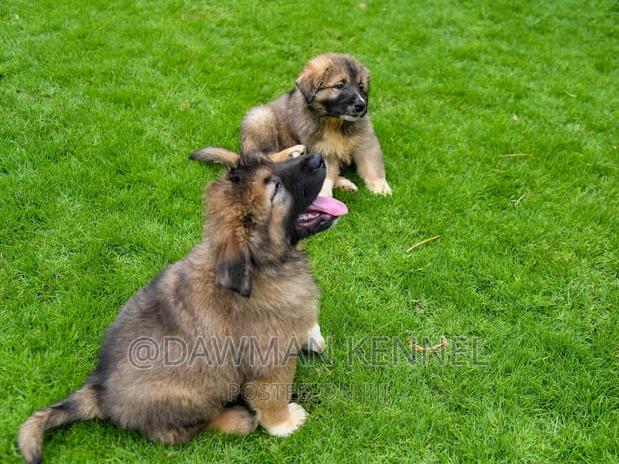 1-3 months Male Purebred Caucasian Shepherd - main view