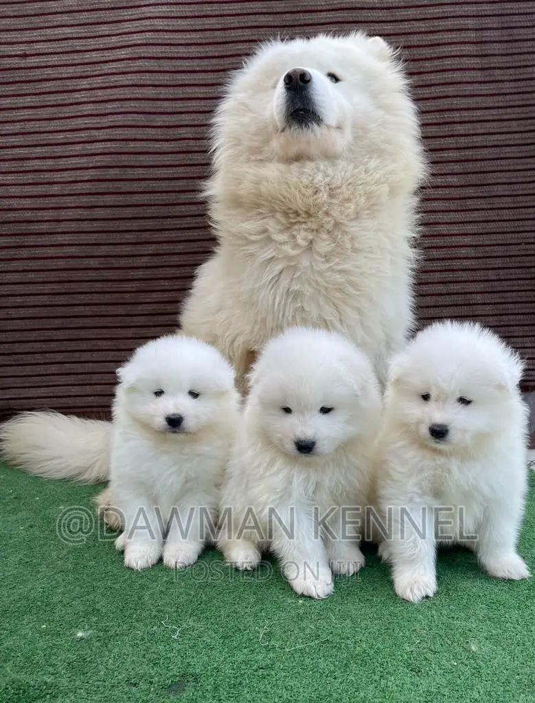 1-3 months Male Purebred Samoyed