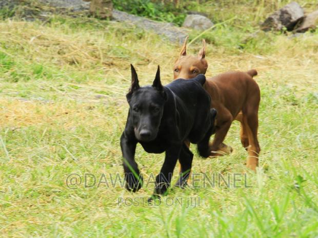 1-3 months Male Purebred Doberman Pinscher