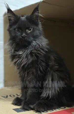 3-6 months Female Purebred Maine Coon