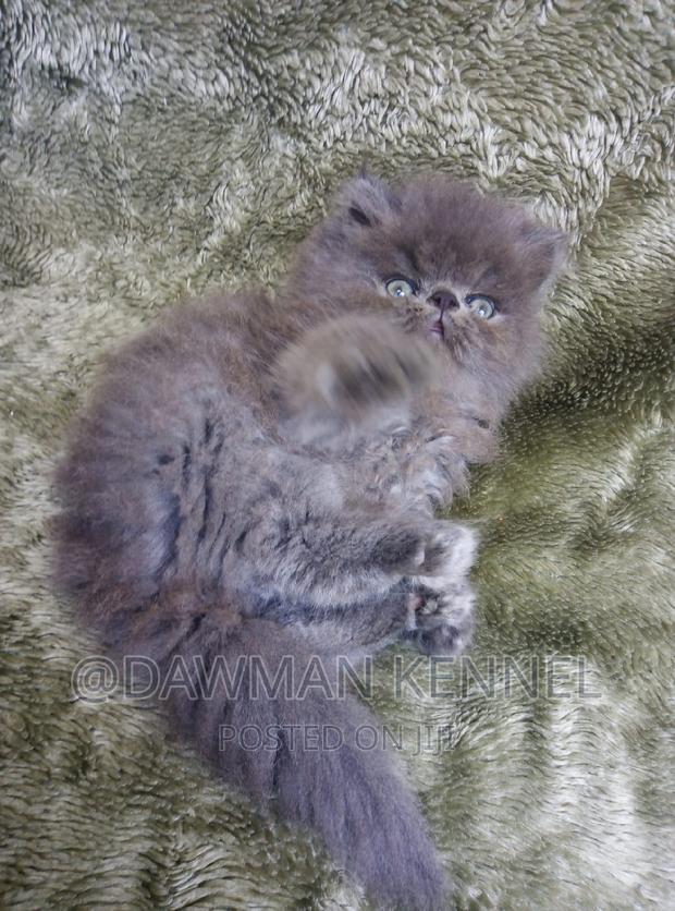 1-3 months Male Purebred Persian