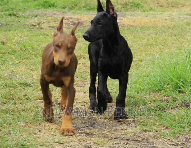 1-3 months Male Purebred Doberman Pinscher
