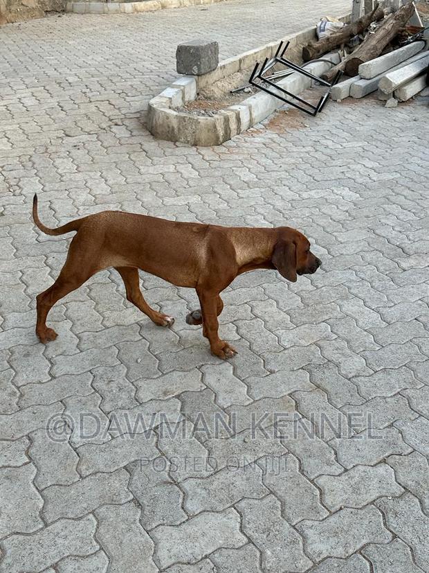 6-12 months Female Purebred Rhodesian Ridgeback - main view