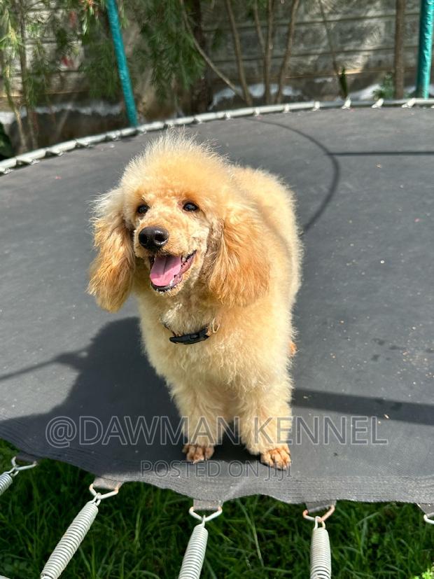 3-6 months Male Purebred Poodle - main view