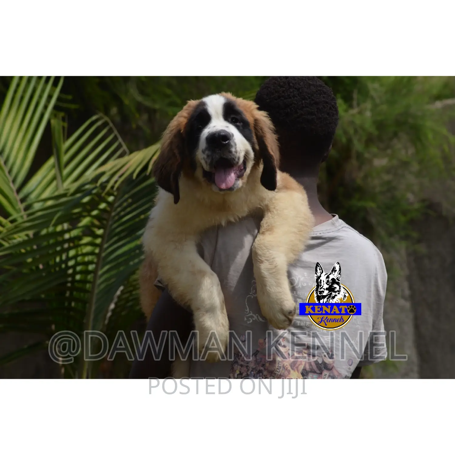 1-3 months Male Purebred Saint Bernard