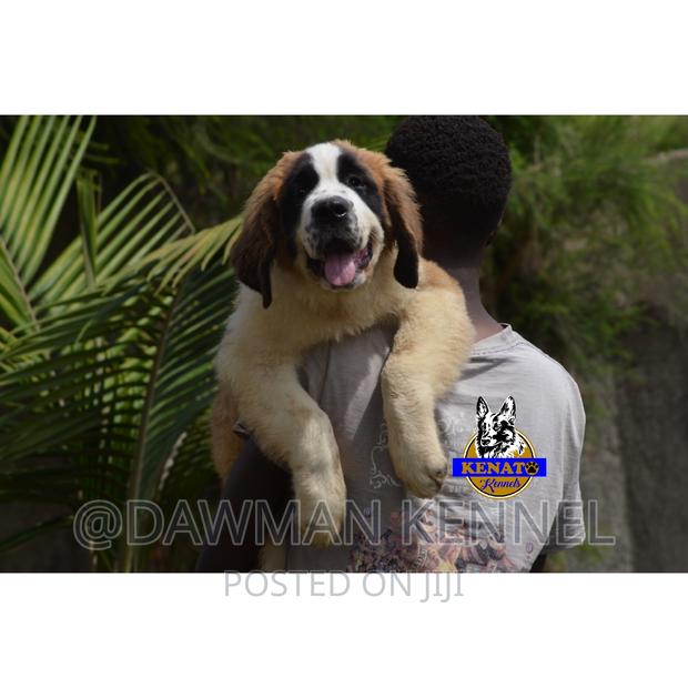 1-3 months Male Purebred Saint Bernard - main view